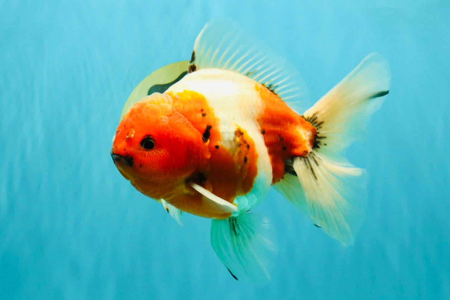 A Grade Sakura Oranda Male 6.5-7 inches #080726OR_15