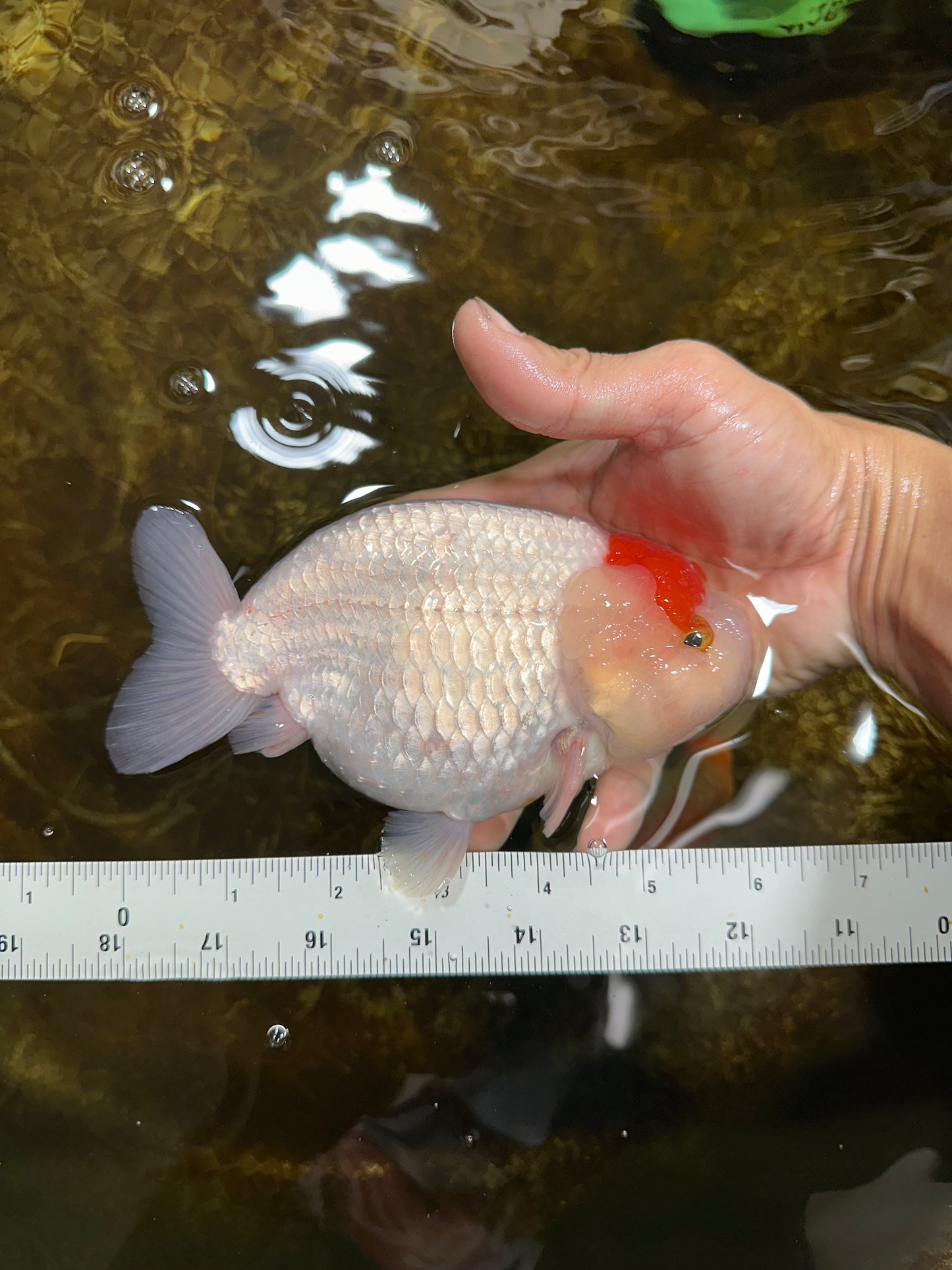 A Grade BEAUTY Red White Tancho LionQueen 6 inches #091925LC_26