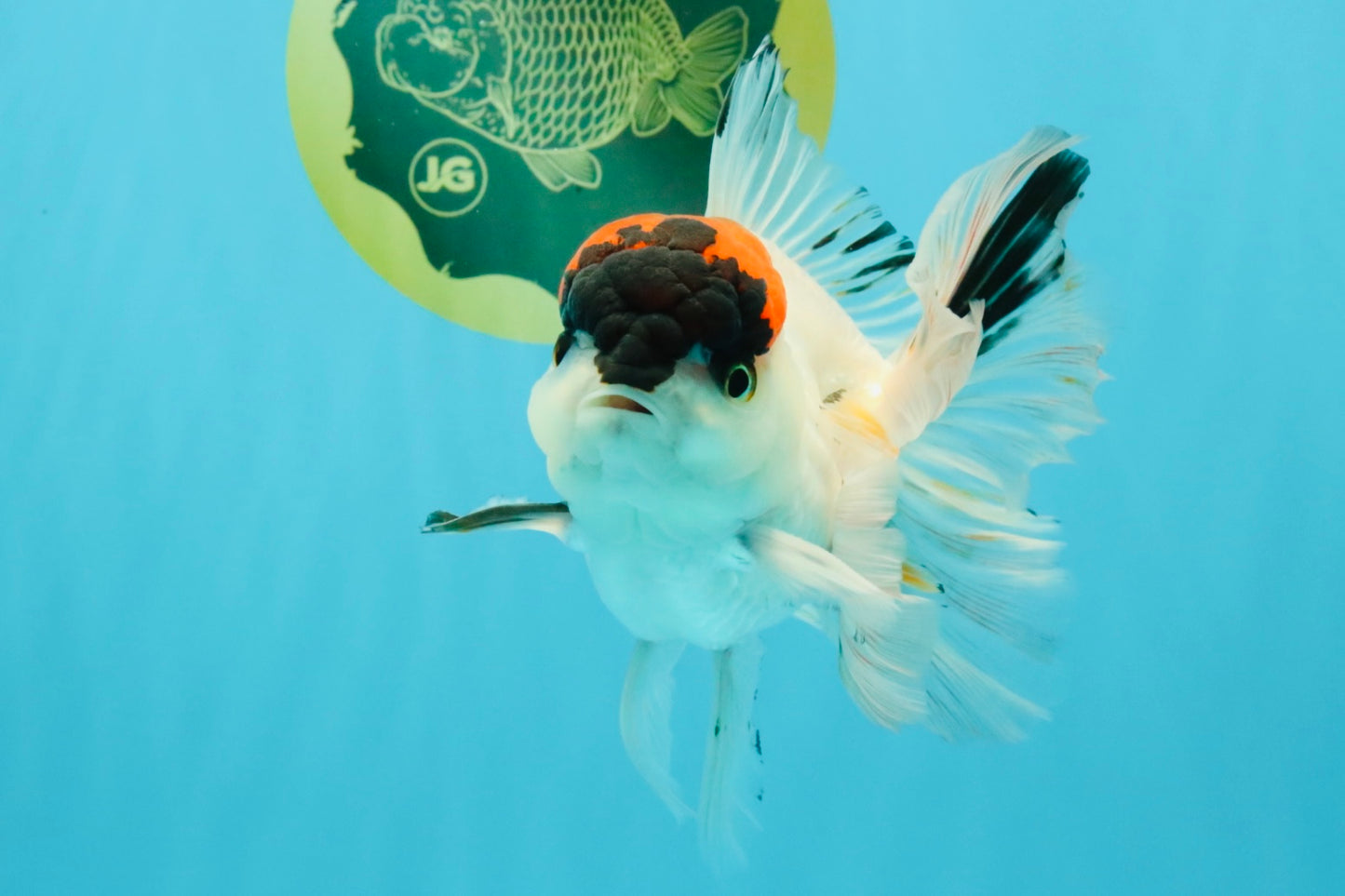 A Grade Tricolor Oranda Male 5.5 inches #030626OR_21