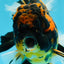 SHOW GRADE Young Tiger Godzilla Oranda Male 5.5 inches #0614OR_25