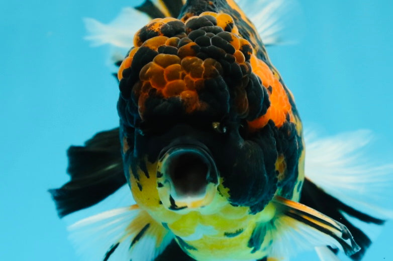 Tigre joven Godzilla Oranda macho de 5,5 pulgadas de grado de exhibición #0614OR_25