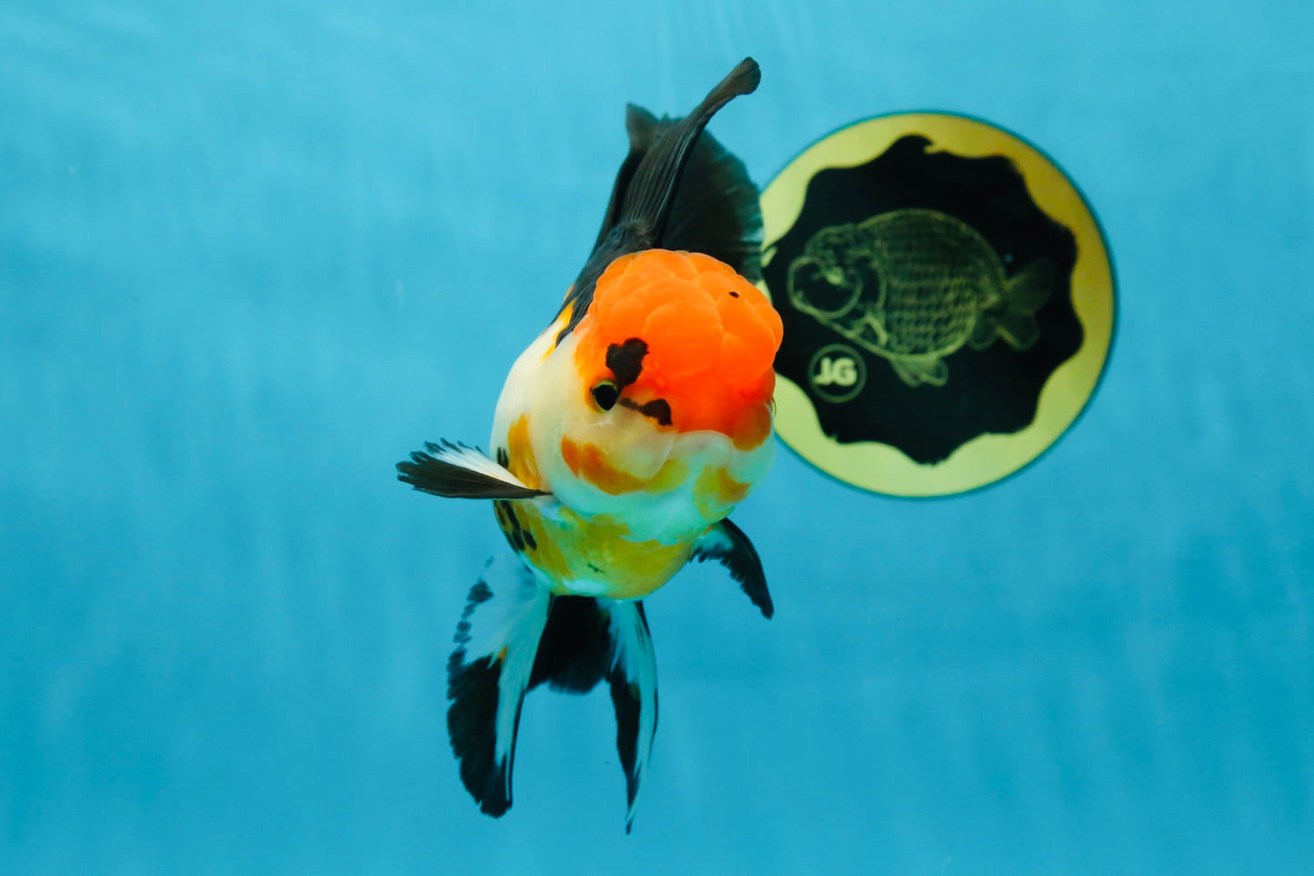 Fluffy Tail A Grade Tricolor Oranda Female 5-5.5 inches #042525OR_04