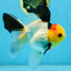 AAA Grade Special Tricolor Button Eyes Oranda Male 5 inches #080825OR_03