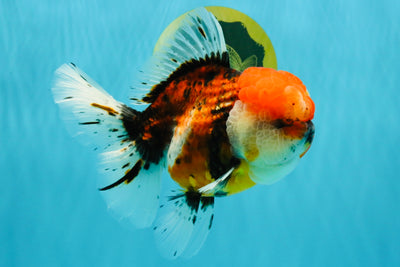 A Grade Calico Oranda Female 6-6.5 inches #022726OR_15