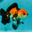 A Grade Tricolor Oranda Male 4.5 inches #110124OR_10