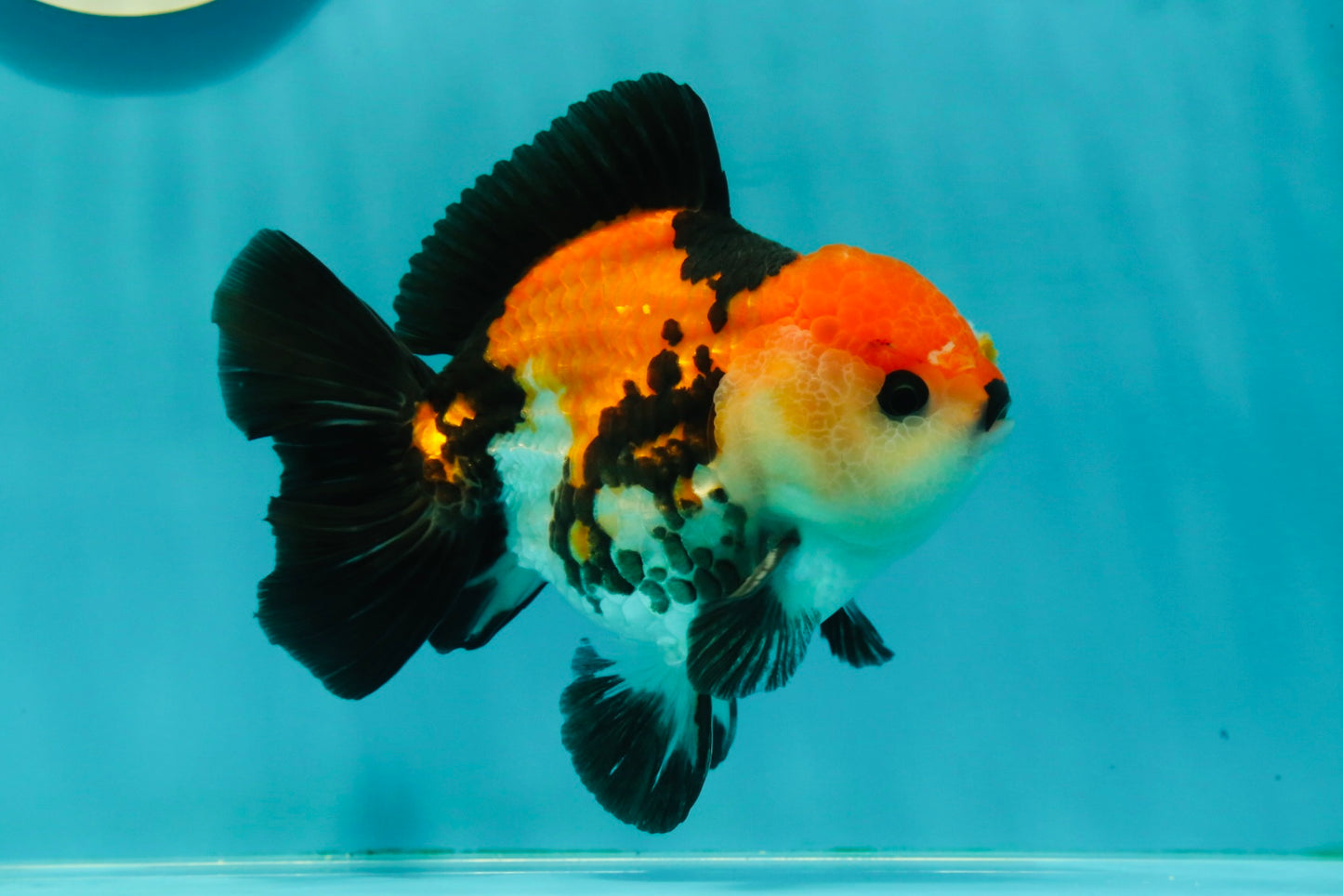 A Grade Tricolor Oranda Male 4.5 inches #110124OR_10