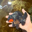 BATMAN A Grade Tricolor Yuanbao Male 5 inches #110725YB_08