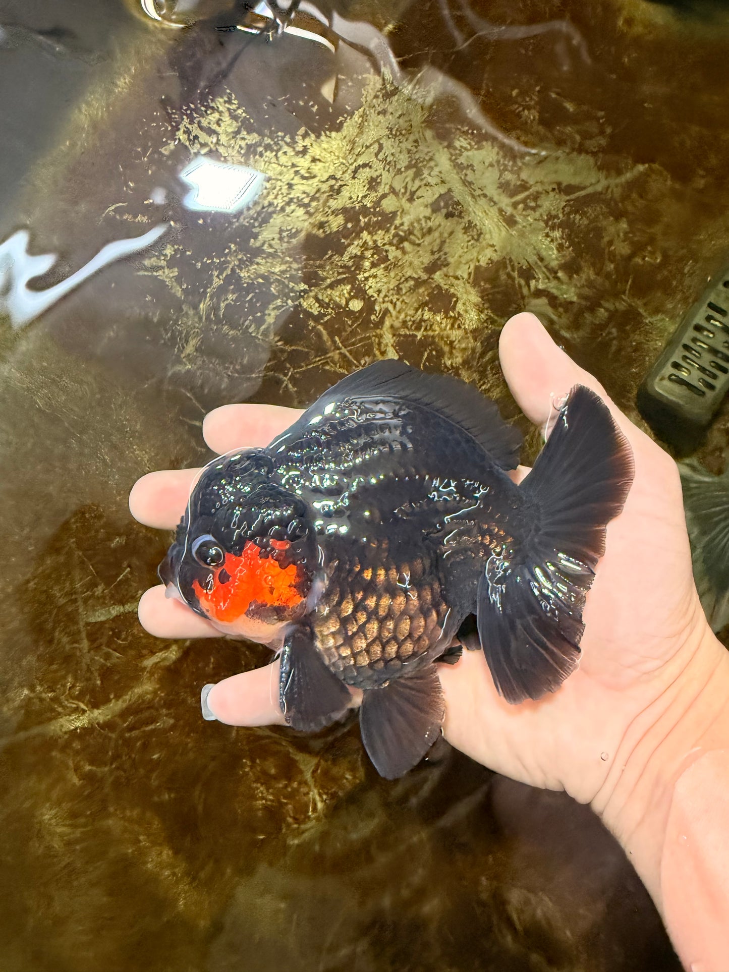 BATMAN A Grade Tricolor Yuanbao Male 5 inches #110725YB_08