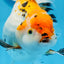 A Grade Big Size Tricolor Oranda Female 7.5 inches #0706OR_09