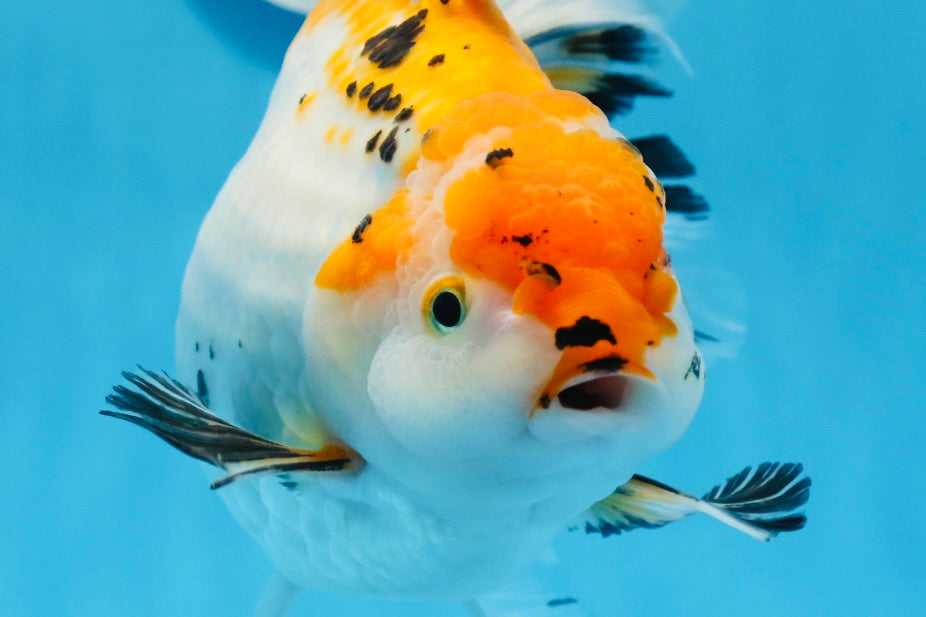 Oranda tricolor hembra de tamaño grande, grado A, 7,5 pulgadas, n.º 0706OR_09