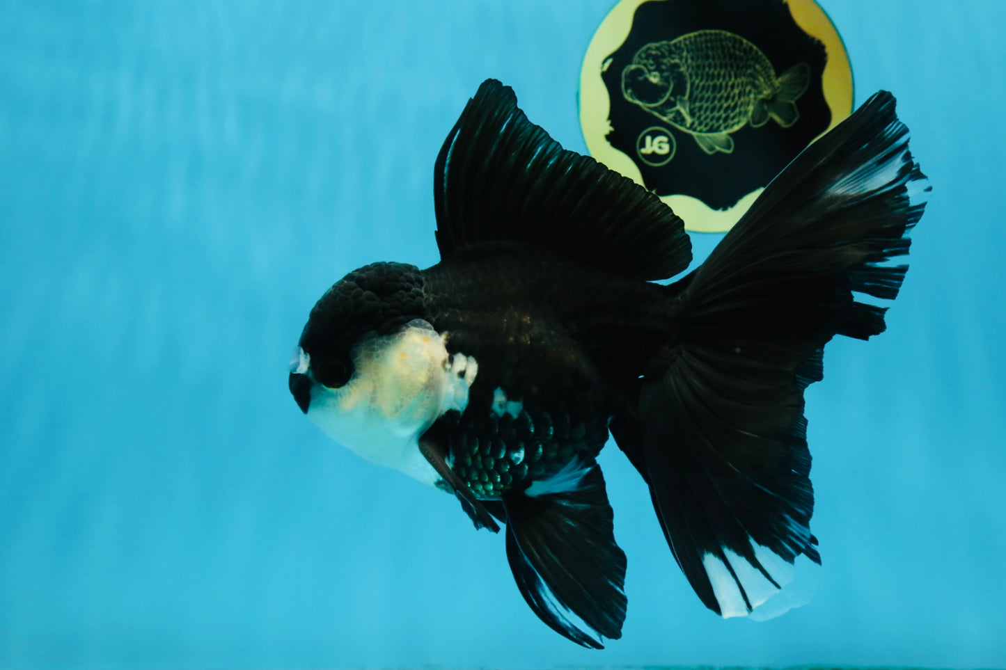 A Grade Fluffy Tail Panda Oranda Male 6 inches #011725OR_02