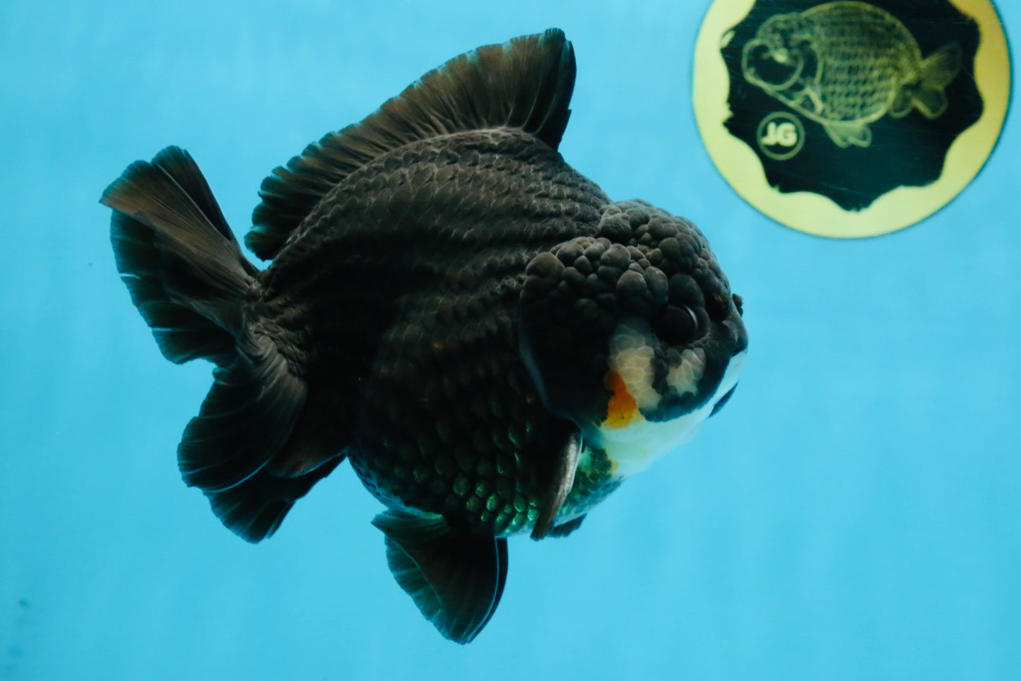 BATMAN A Grade Tricolor Yuanbao Male 5 inches #110725YB_08