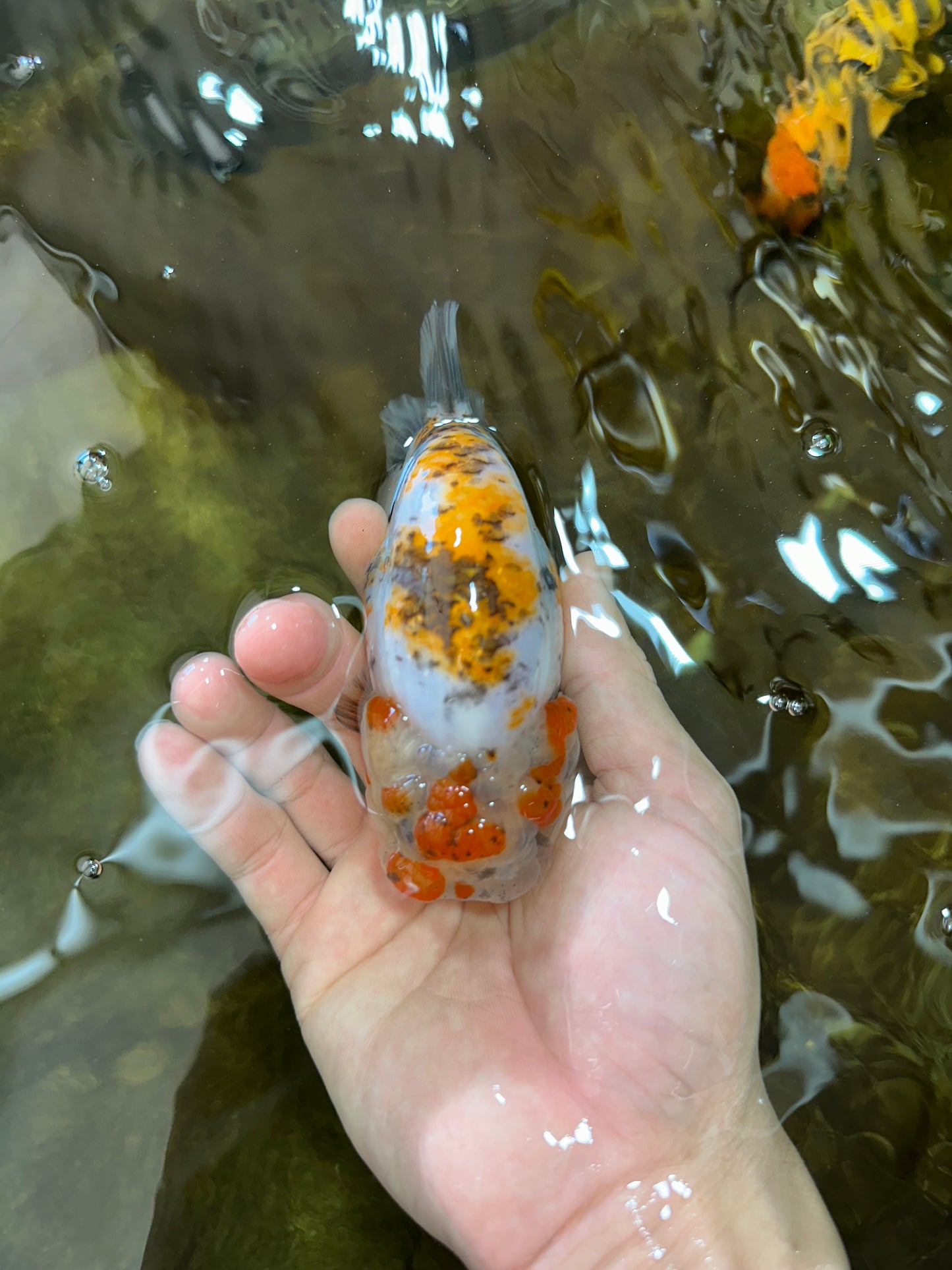 AAA Grade Tricolor LionQueen 4.5 inches #062025LC_10