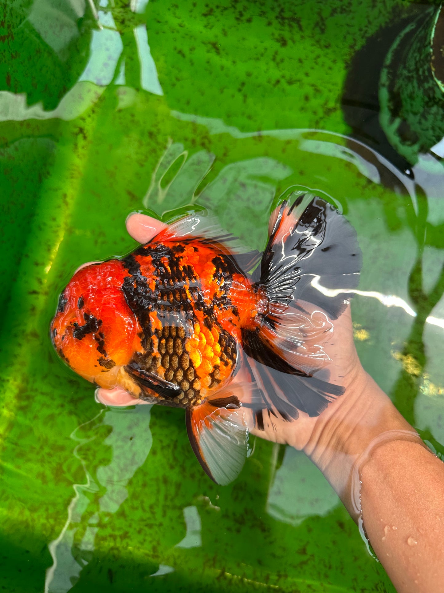 AAA Grade Special Tiger Oranda Female 6.5 inches #0913OR_19