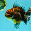 AAA Grade Granite Calico Oranda Female 6.5-7 inches #073126OR_03