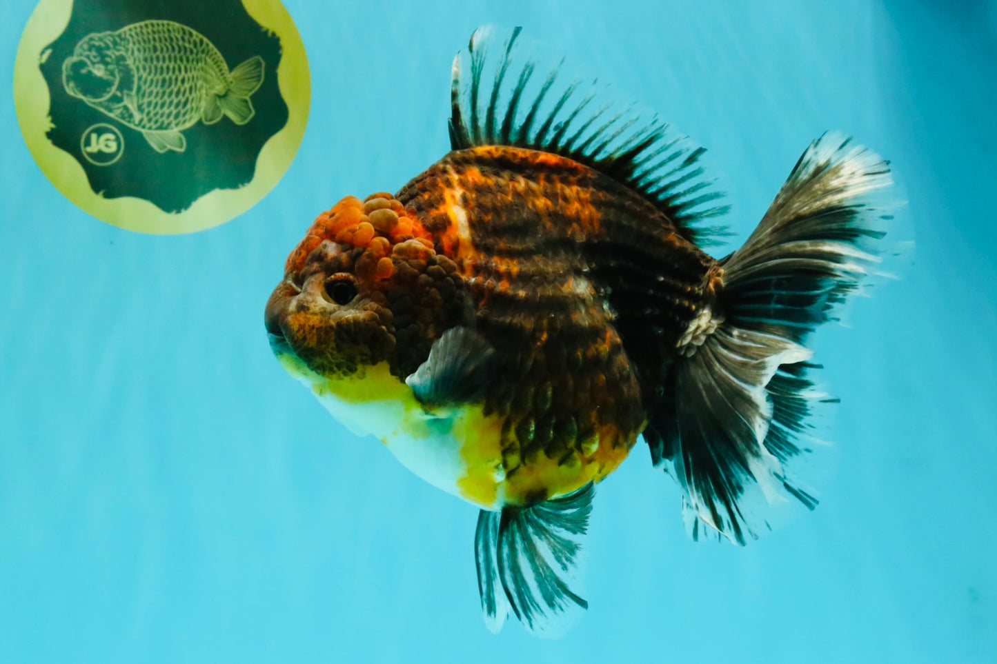 AAA Grade Granite Calico Oranda Female 6.5-7 inches #073126OR_03