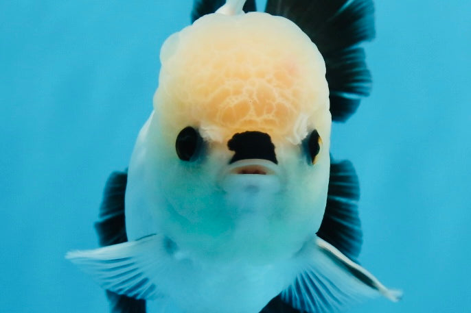 Panda oranda hembra de ojos de botón de grado A de 4,5 a 5 pulgadas n.° 0906OR_23