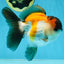 A Grade Tricolor Button Eyes Oranda Male 5-5.5 inches #080125OR_23