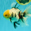 AAA Grade Marble Oranda Male 6.5-7 inches #070626OR_09