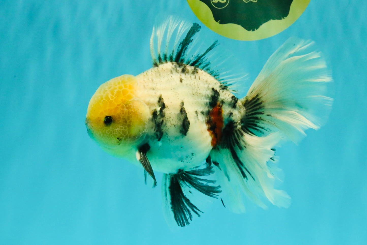 AAA Grade Marble Oranda Male 6.5-7 inches #070626OR_09