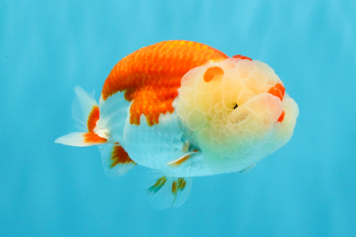 BIG WEN A Grade Red White LionQueen 4.5 inches #041026LC_15