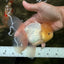 A Grade White Oranda Male 5.5 inches #101626OR_09