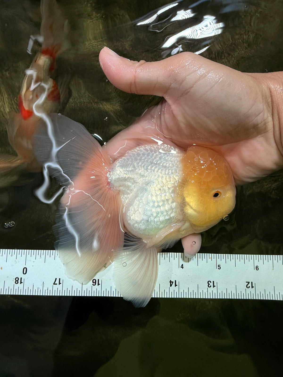 A Grade White Oranda Male 5.5 inches #101626OR_09
