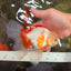 CHICKIE A Grade Red White Oranda Male 6-6.5 inches #082826OR_13