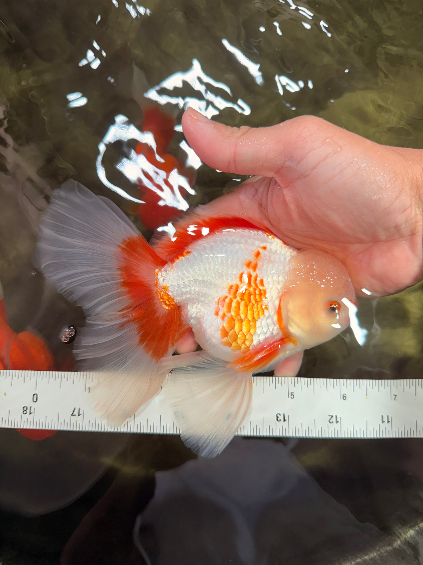 CHICKIE A Grade Red White Oranda Male 6-6.5 inches #082826OR_13