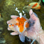 A Grade Young Godzilla Sakura Oranda Male 5.5 inches #080825OR_18