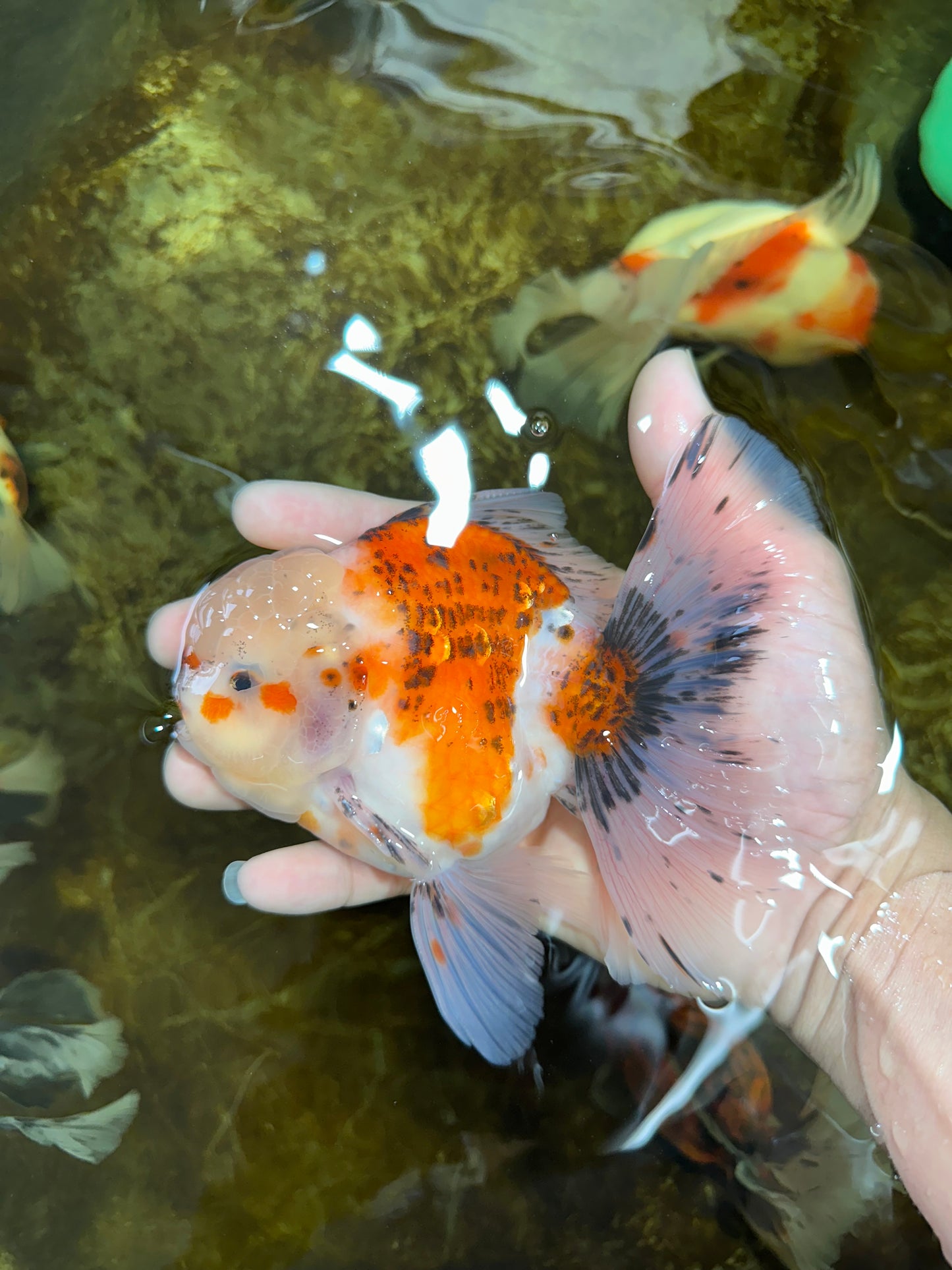 A Grade Young Godzilla Sakura Oranda Male 5.5 inches #080825OR_18