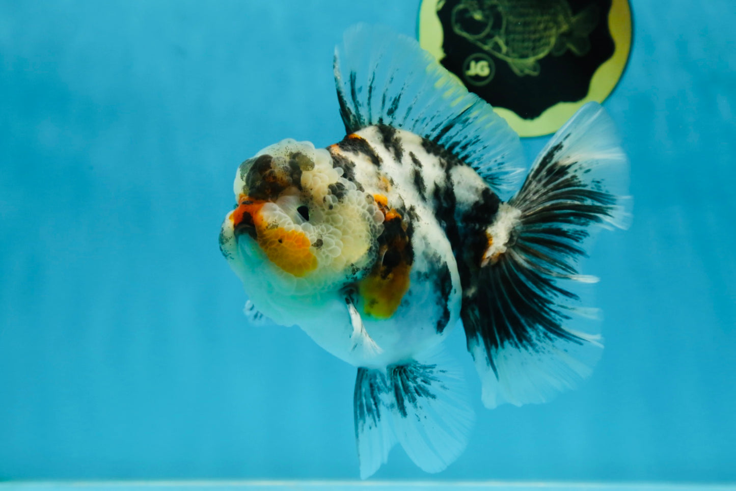 AAA Grade RARE White Tiger Oranda Female 5.5 inches #051625OR_15