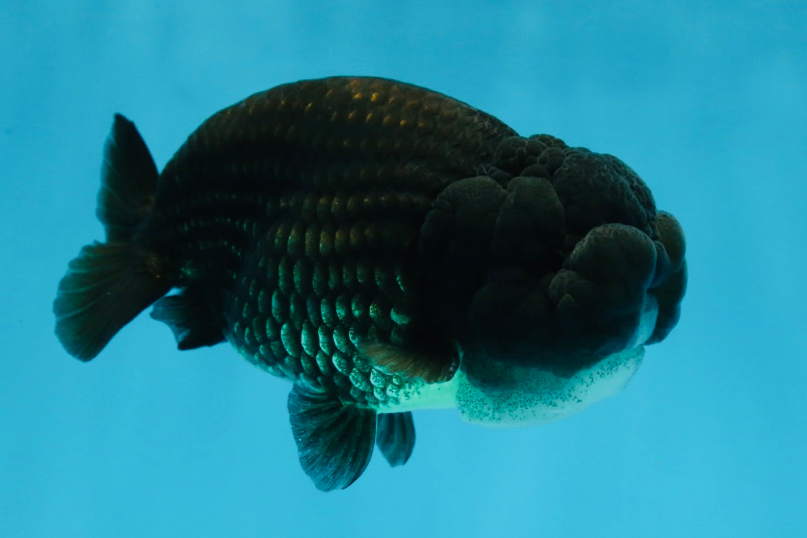 A Grade BIG WEN Black LionKing 4-4.5 inches #062025LC_09