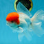 AAA BEST Grade Red White Oranda Male 6 inches #051625OR_21