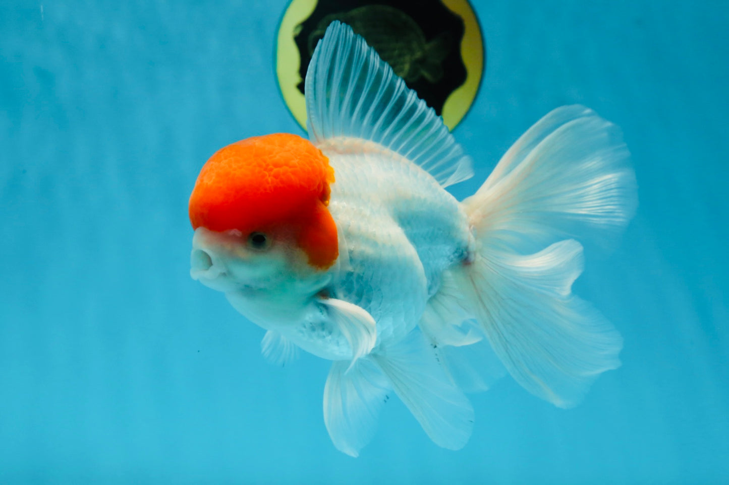 AAA BEST Grade Red White Oranda Male 6 inches #051625OR_21