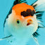 A Grade Crown Tricolor Oranda Female 5 inches #0607OR_01