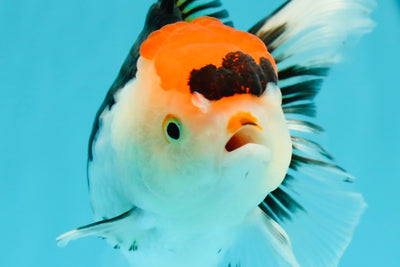 Oranda tricolor de grado A, hembra, 5 pulgadas, n.° 0607OR_01