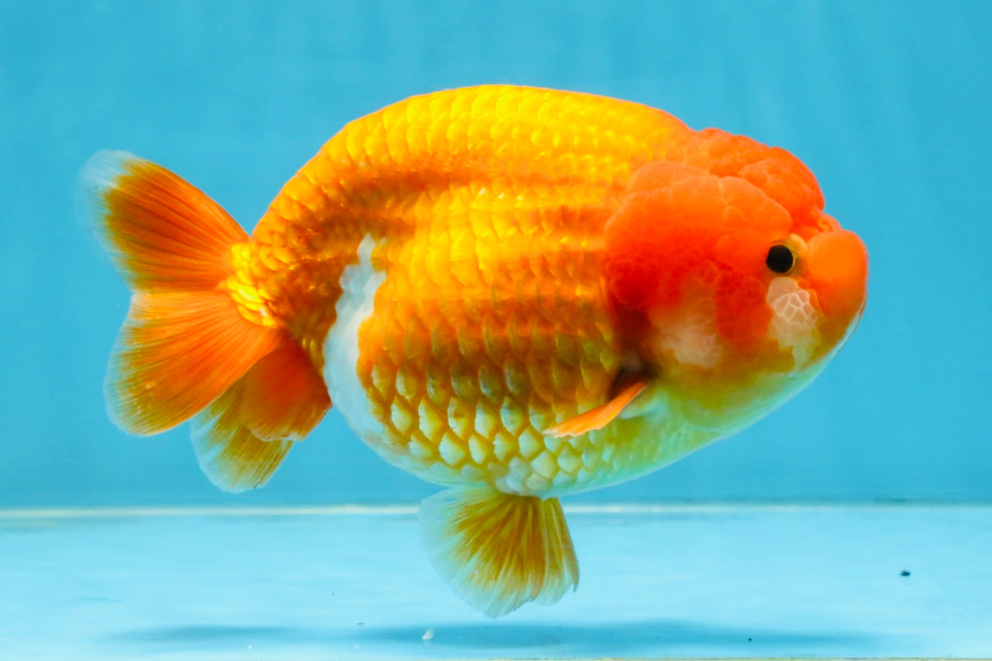 A Grade Red LionQueen 5.5-6 inches #112125LC_04