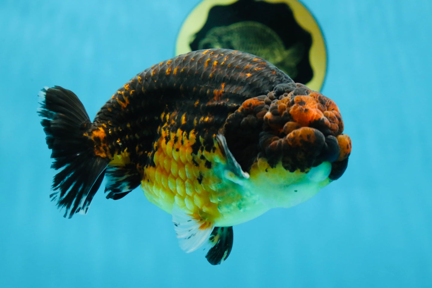 A Grade Kirin Ranchu Male 5 inches #062725LC_03