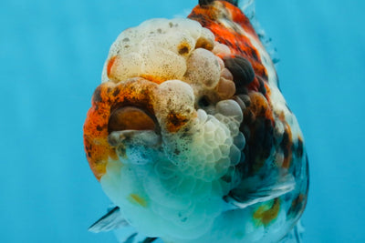 A Grade CHUBBY Calico Yuanbao Female 5-5.5 inches #091925YB_20