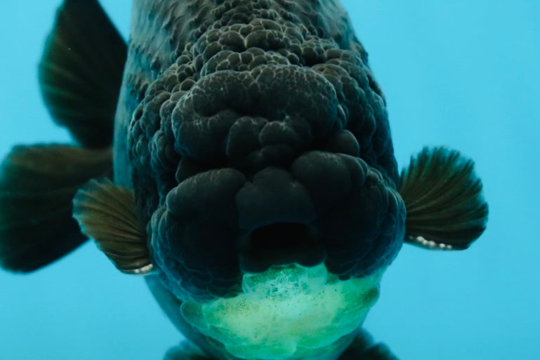 AAA Grade Hugh Back Black Ranchu 5-5.5 inches #050925RC_02