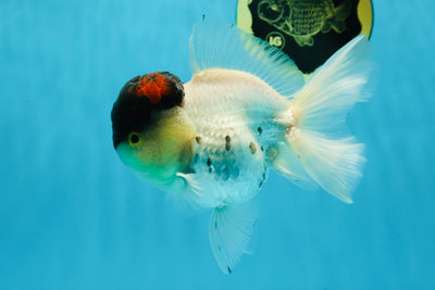 Unique Color AAA Grade Tricolor Lava Head Oranda Male 5 inches #042525OR_08