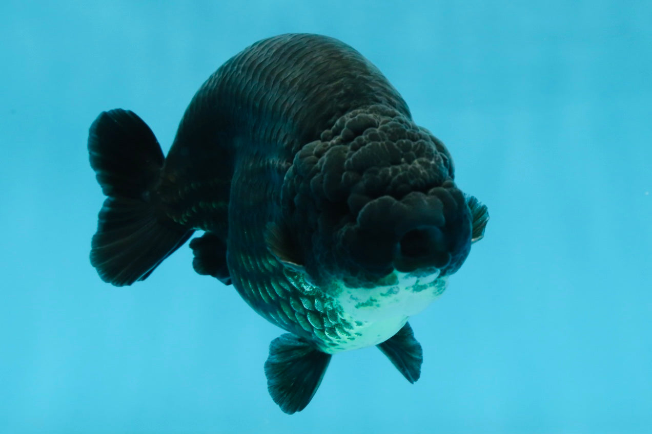 SHOW GRADE Black King Kong Strong Body Structure Ranchu Male 5.5 inches #060625RC_01