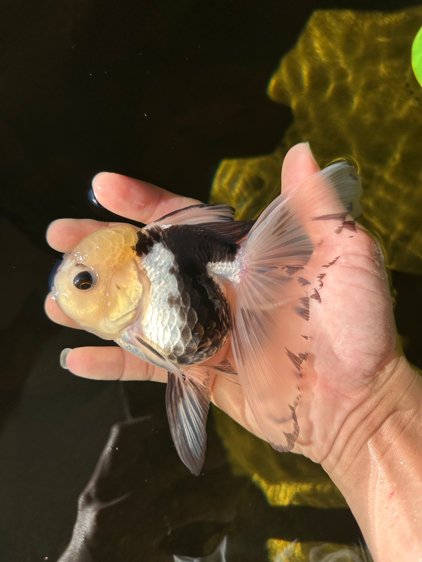 Butterfly Tail High Dorsal Fin Tricolor Oranda Female 5 inches #1018OR_19