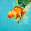 A Grade Red White Oranda Female 5.5 inches #061926OR_13