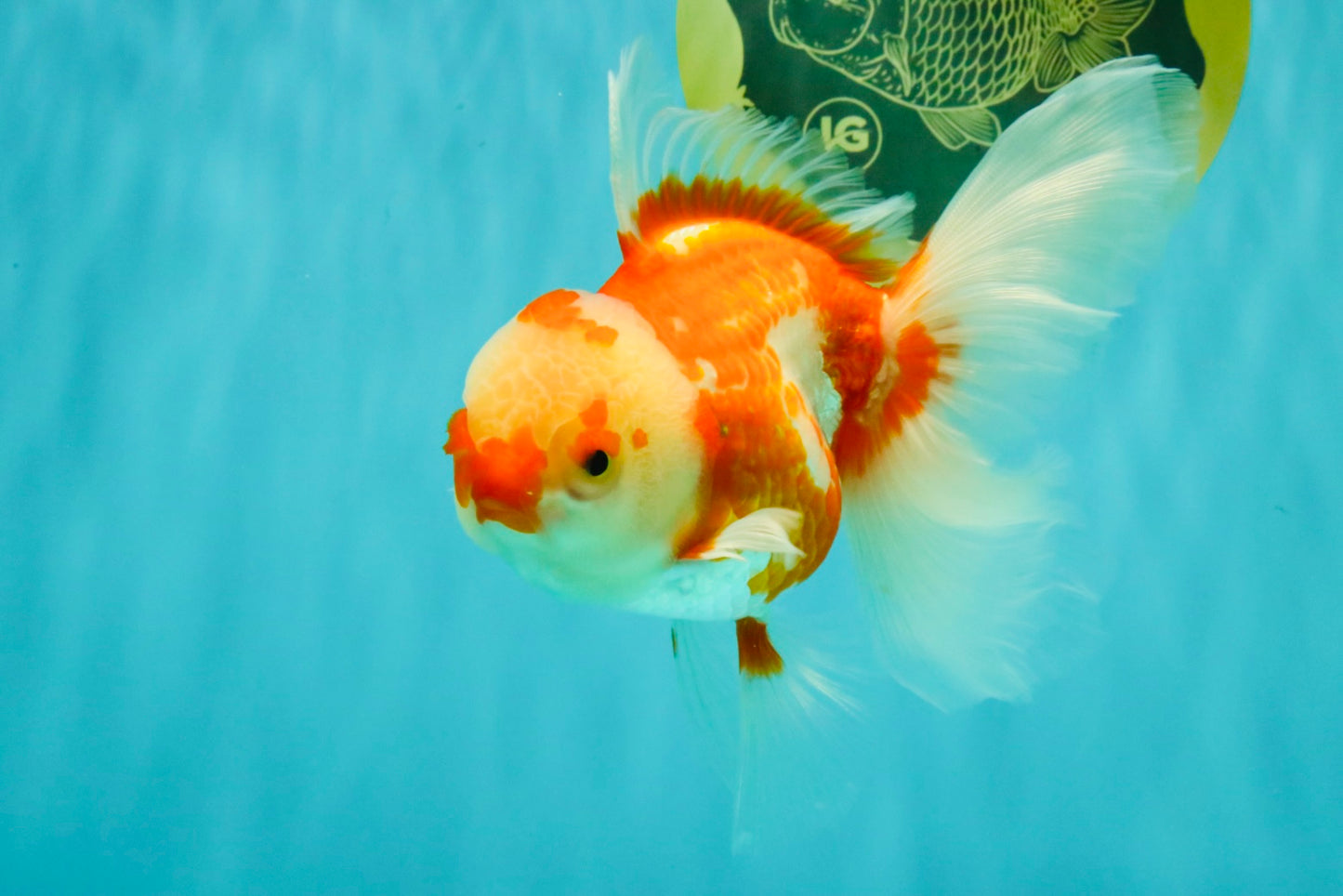 A Grade Red White Oranda Female 5.5 inches #061926OR_13