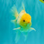 A Grade White Oranda Male 6 inches #061926OR_26