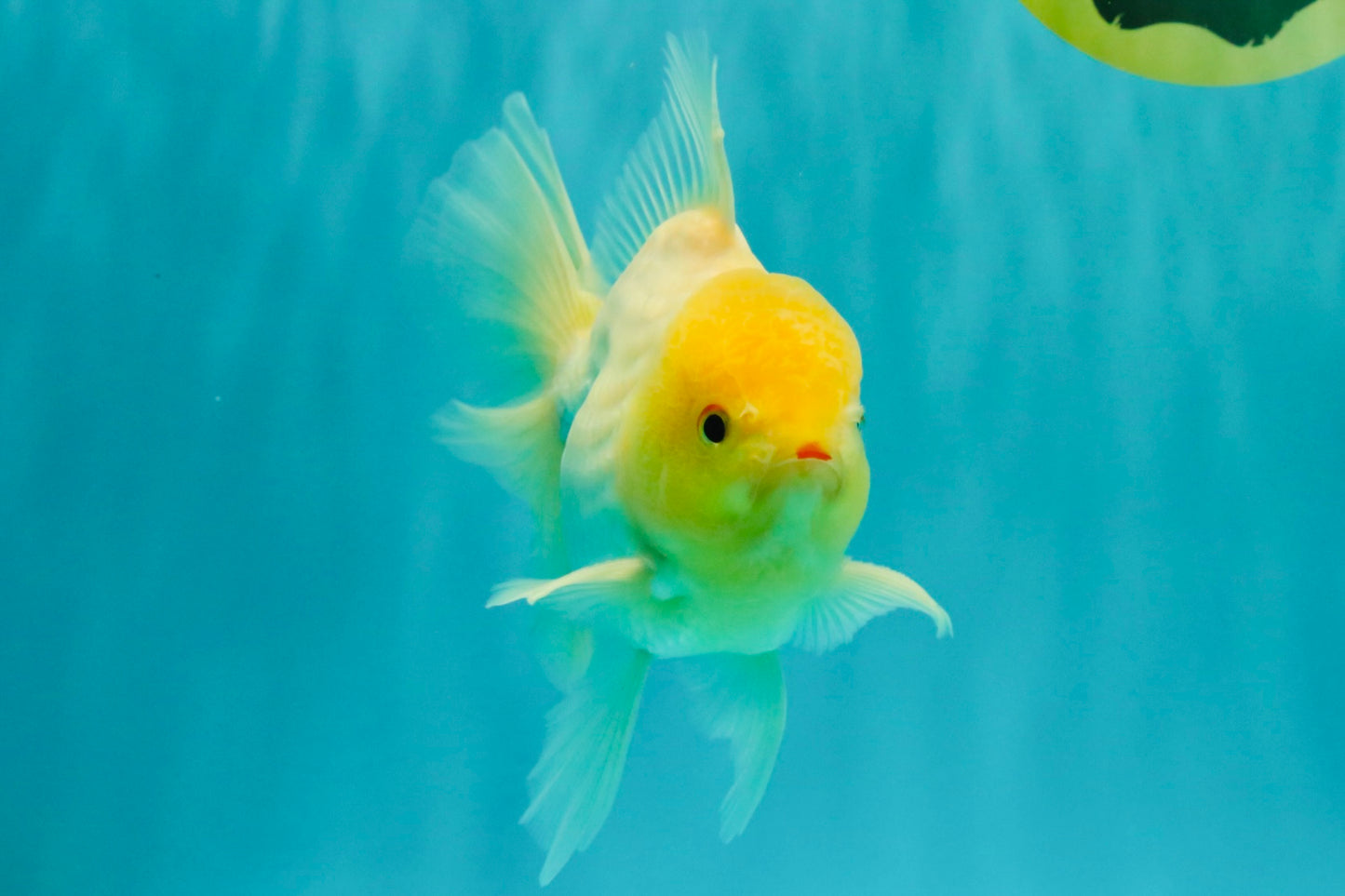 A Grade White Oranda Male 6 inches #061926OR_26