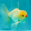 BEAUTY A Grade White Oranda Male 6 inches #070626OR_12