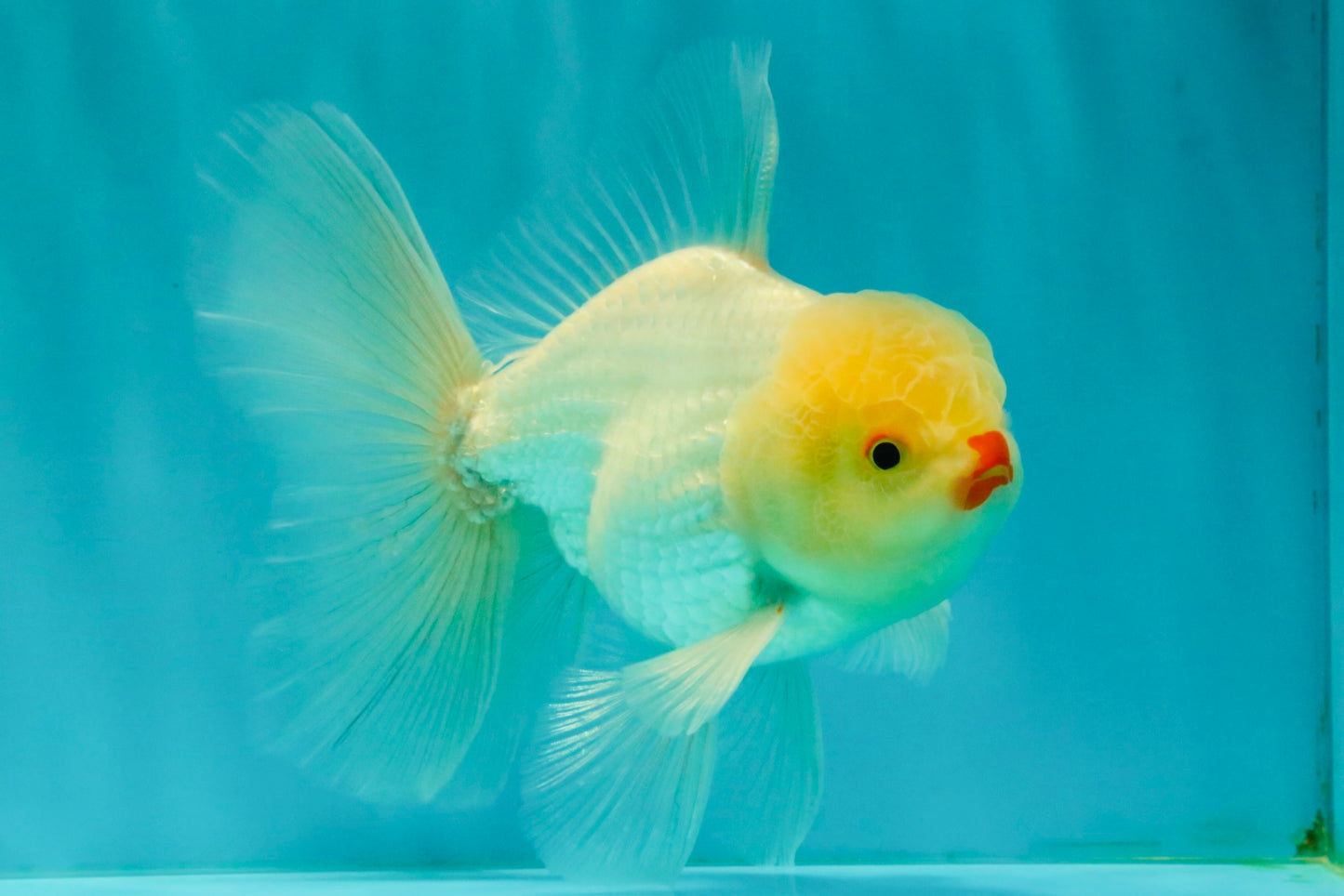 BEAUTY A Grade White Oranda Male 6 inches #070626OR_12